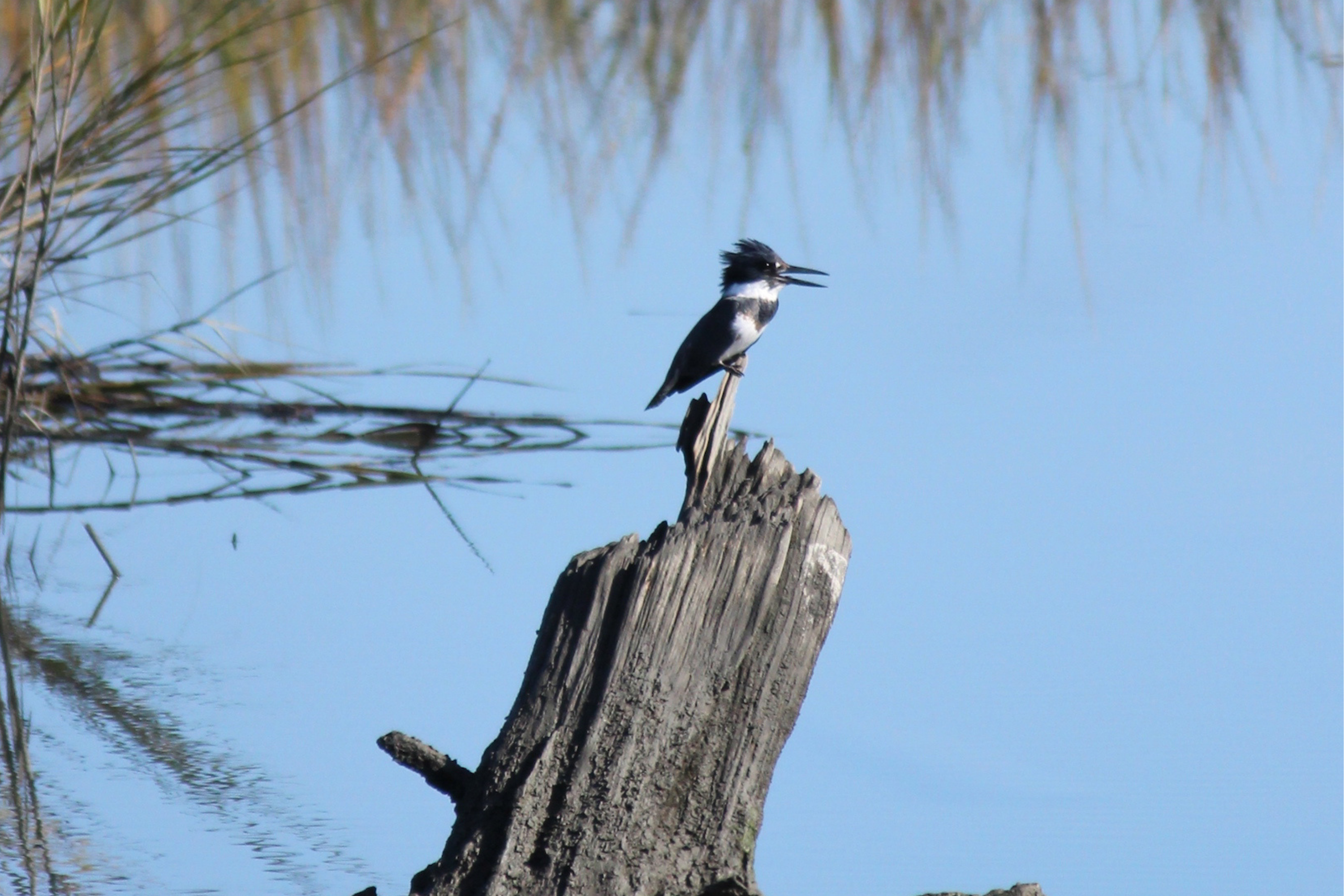 Belted Kingfisher